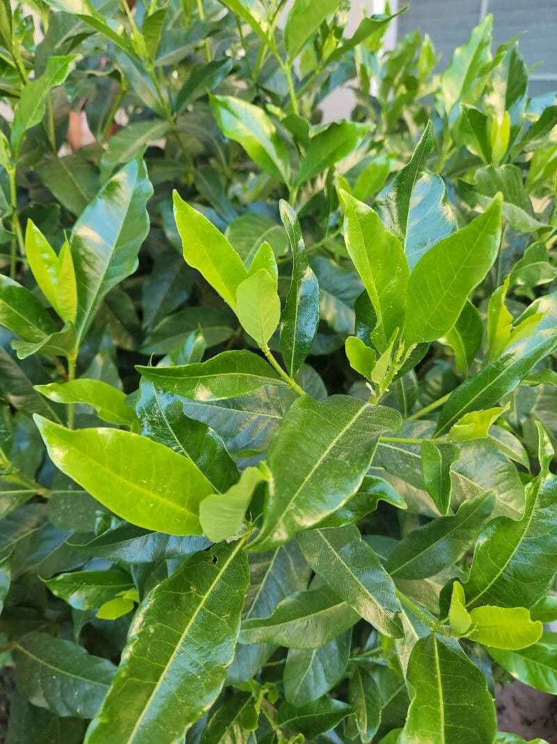 Gardenia 20