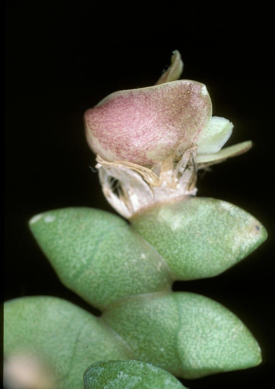 Dendrobium 3