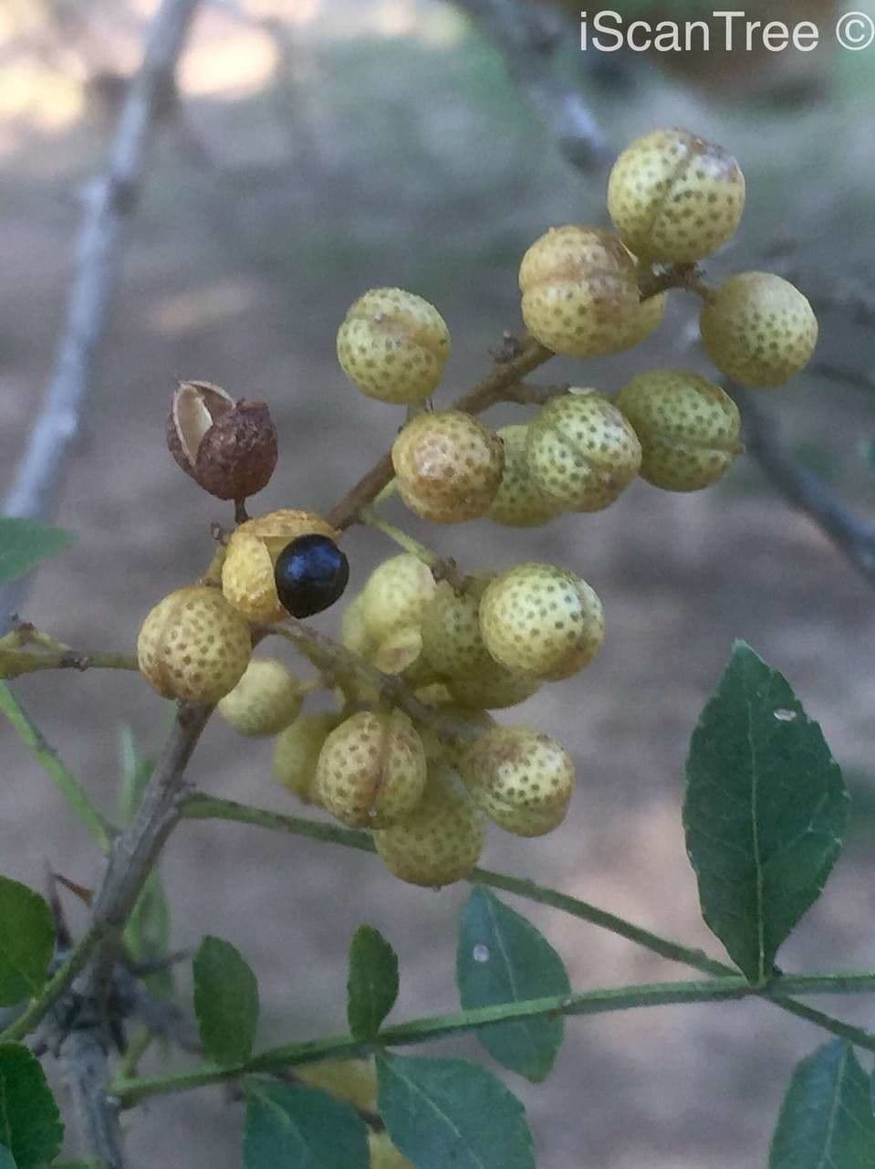 Zanthoxylum 5