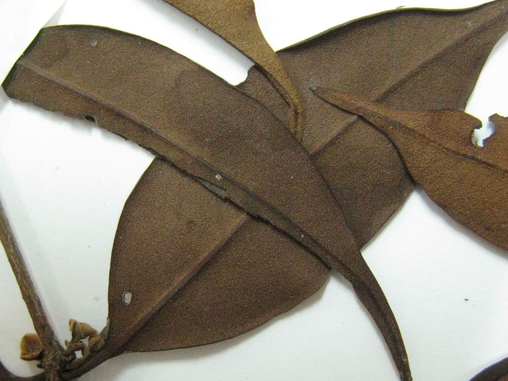 Mouriri angolocostata 9