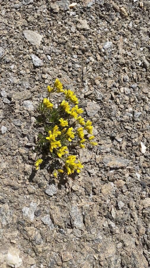 Draba aizoides 28