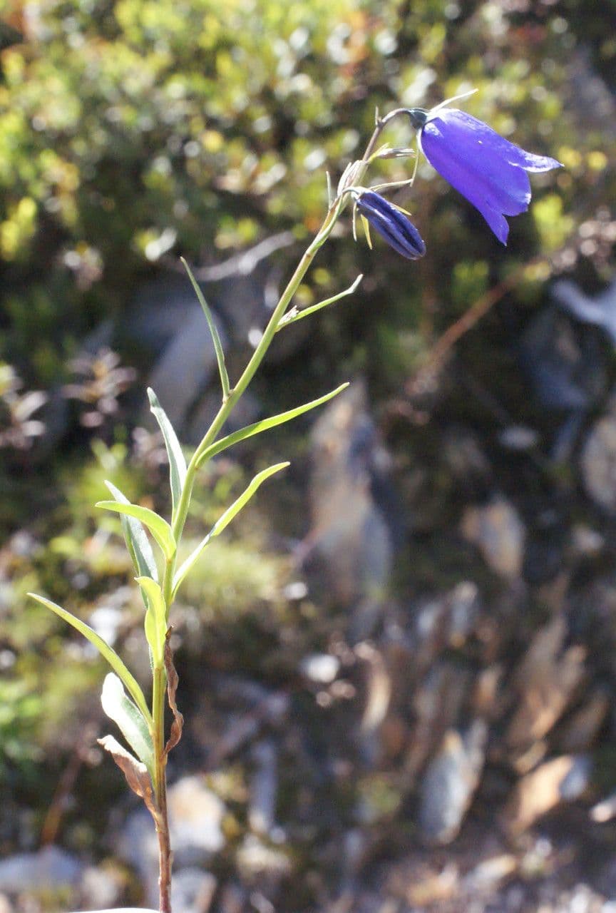 Campanula di Scheuchzer 27