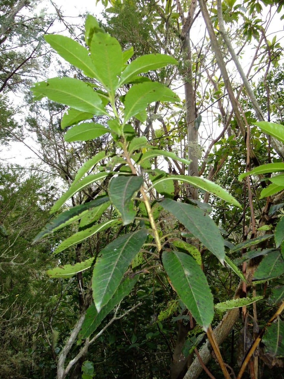 Albero di fragole 15