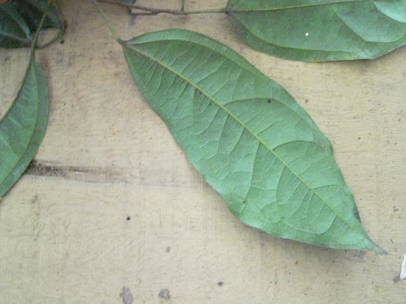 Glycydendron 3
