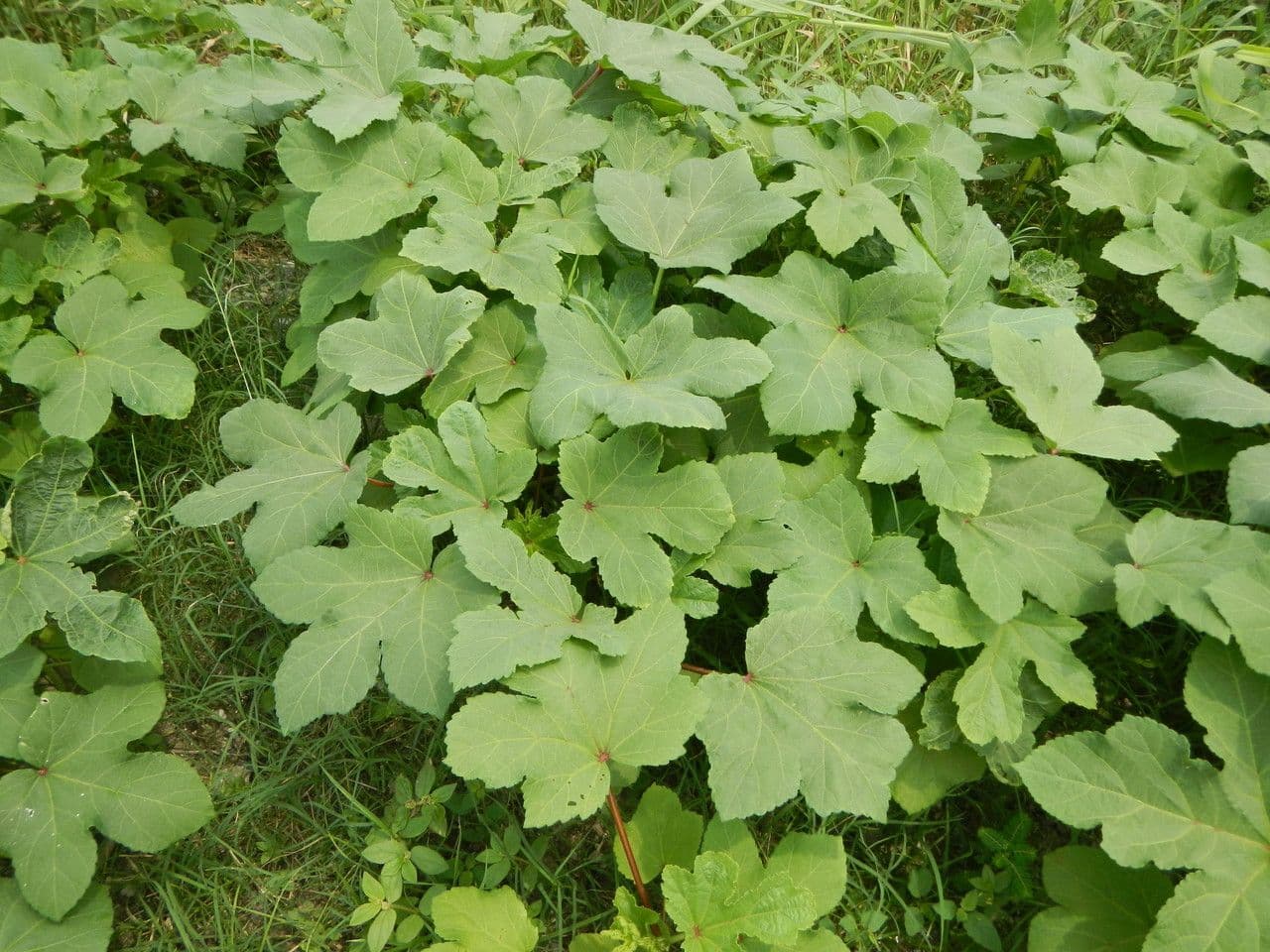 Gombo 16