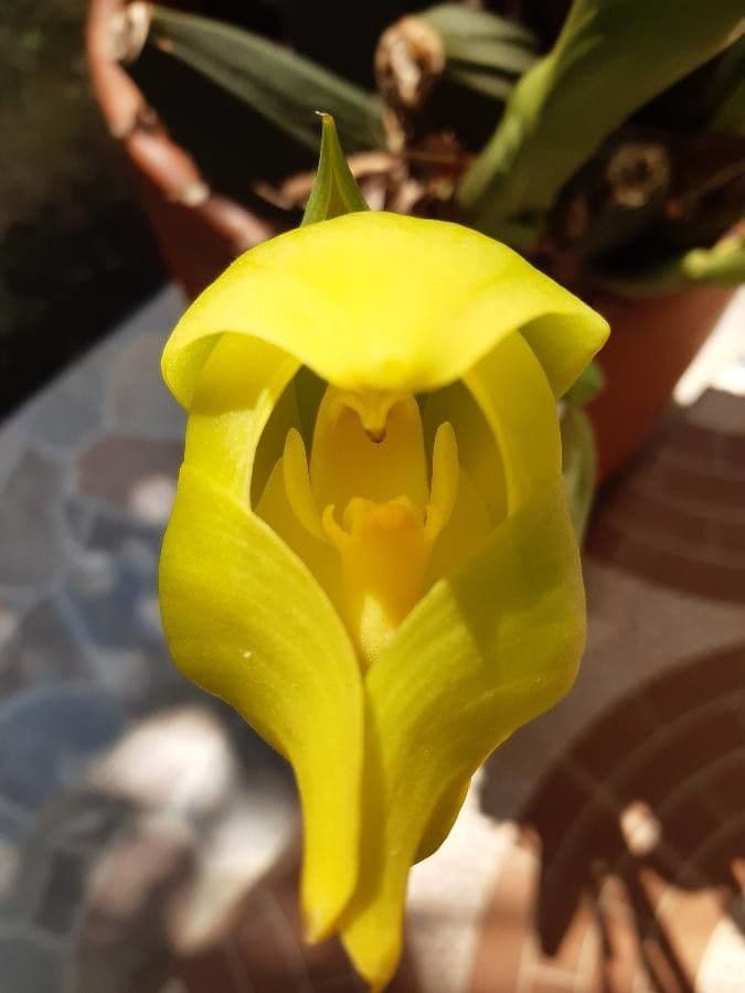 Orchidea Tulipano 3