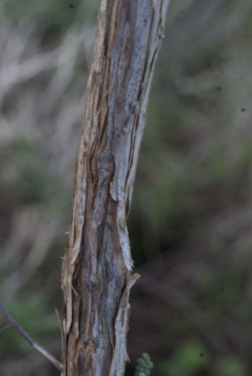 Lavanda dentata 20