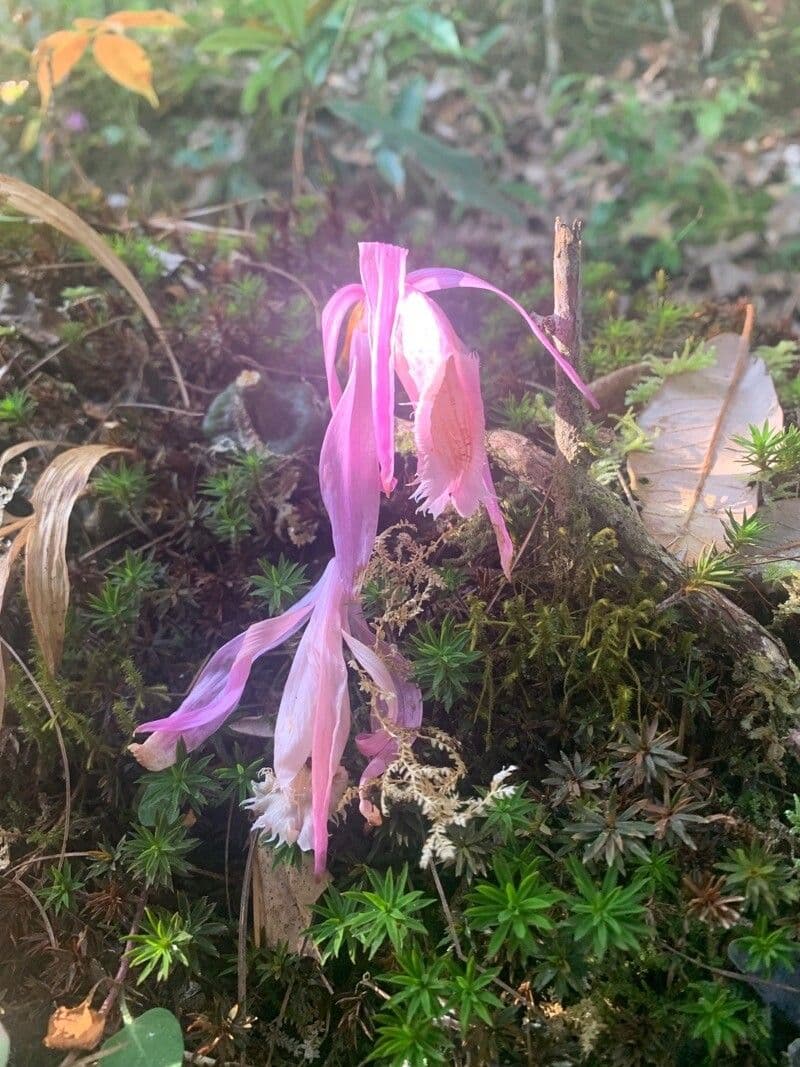 Pleione 3