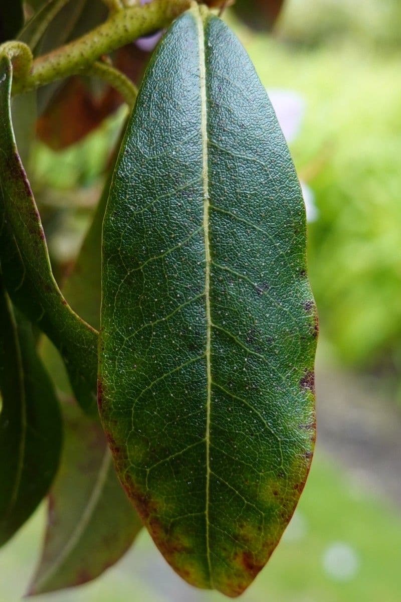 Rododendro 12