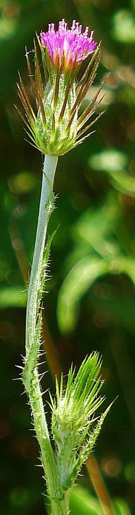 Distel 12