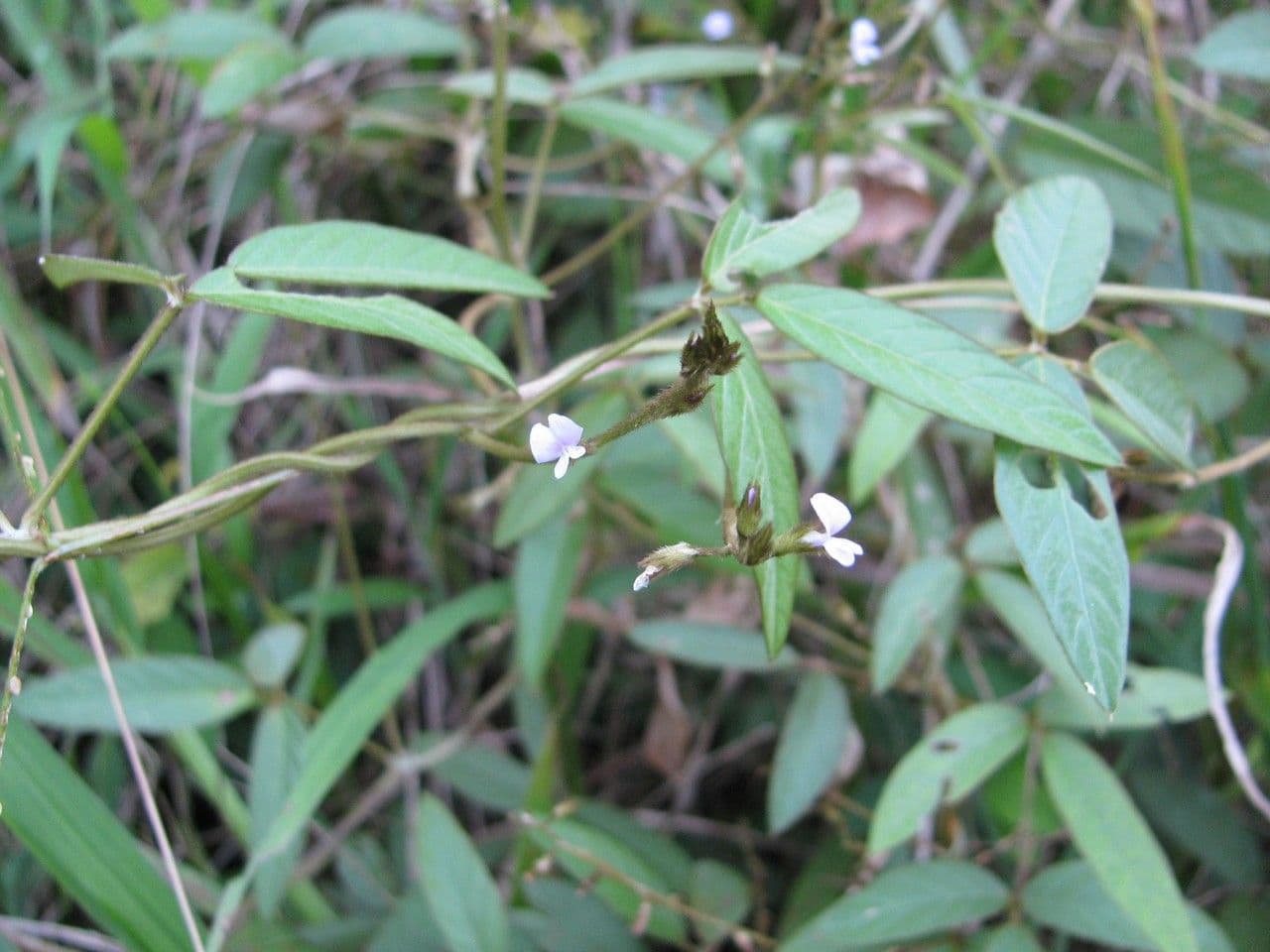 Teramnus uncinatus 14