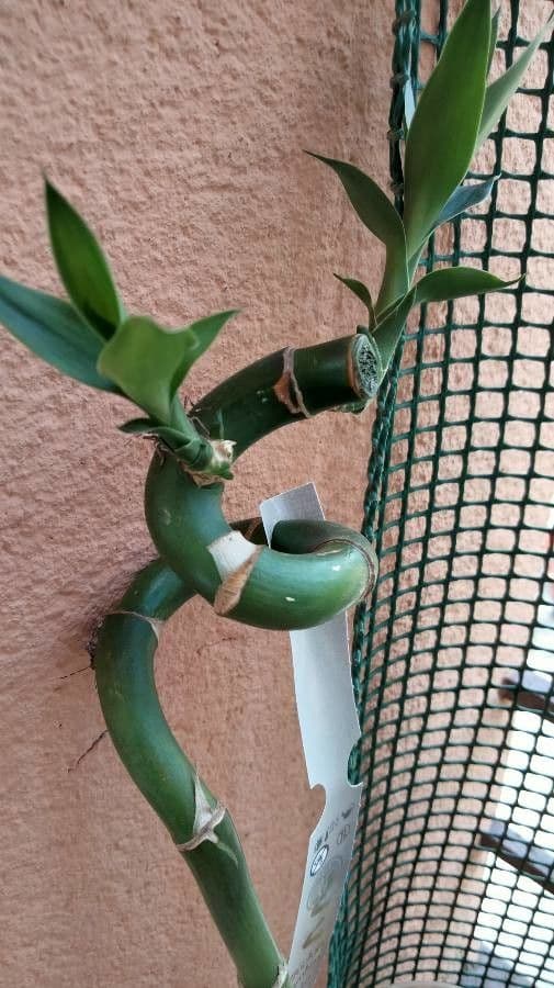 Dracena 14