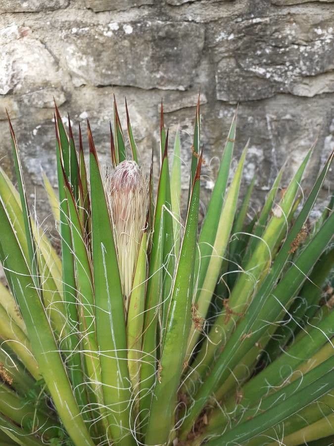 Agave filifera 4