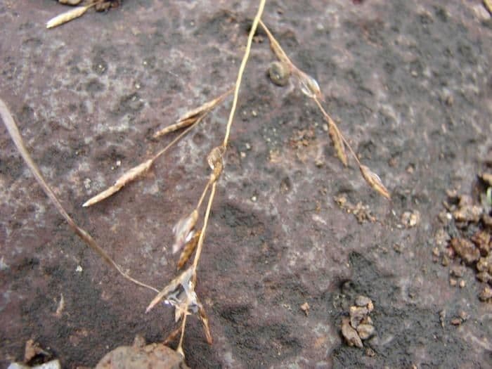 Eragrostis Cuminga 3