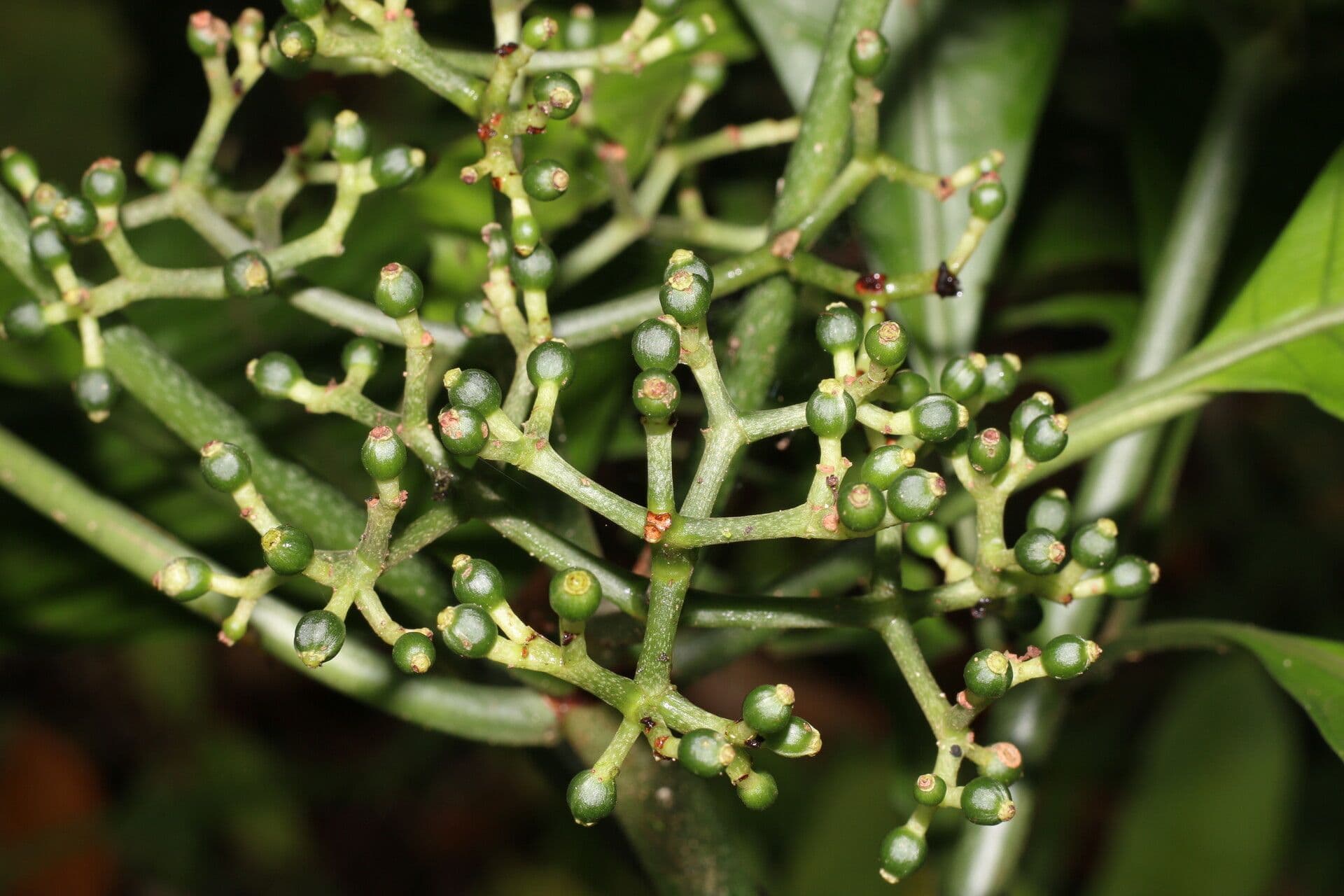Psychotria 3