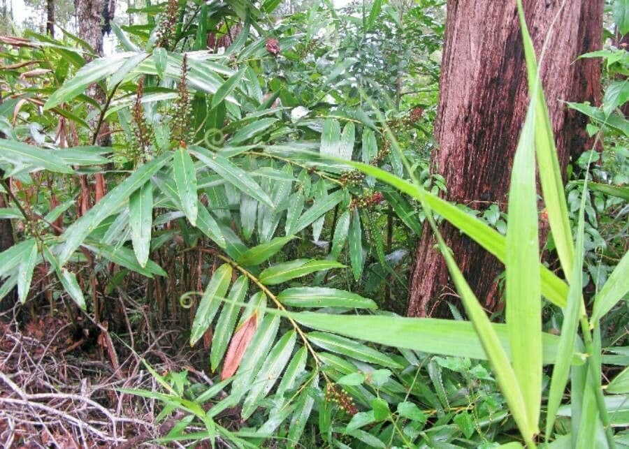 Alpinia blu 9