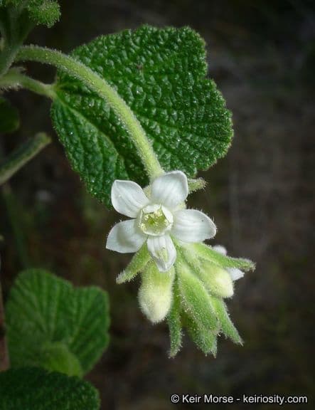 Ribes senza odore 4