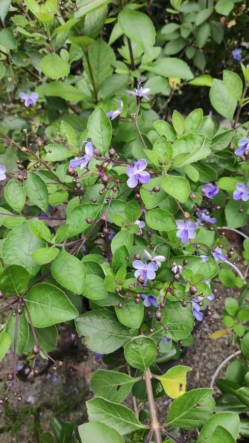 Lantana 13