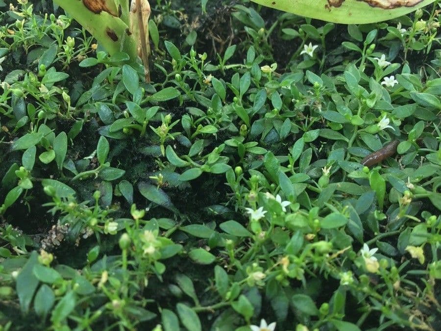 Lobelia irrigua 2
