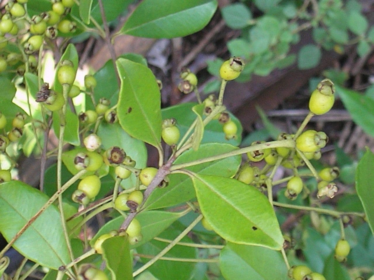 Mirto fragrante