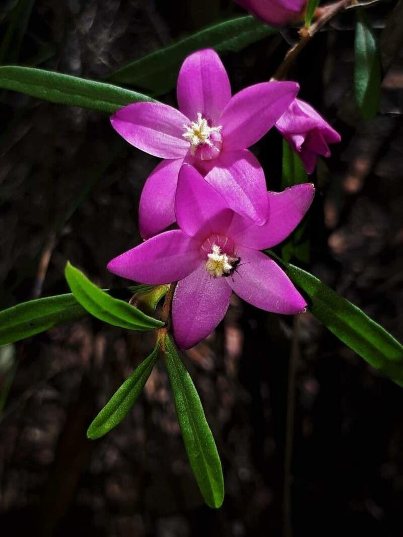 Crowea exalata 2