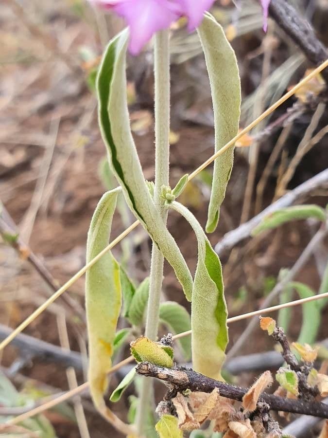 Hypoestes aristata 10