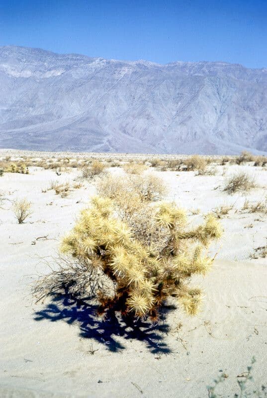 Cylindropuntia Echinocarpa 8