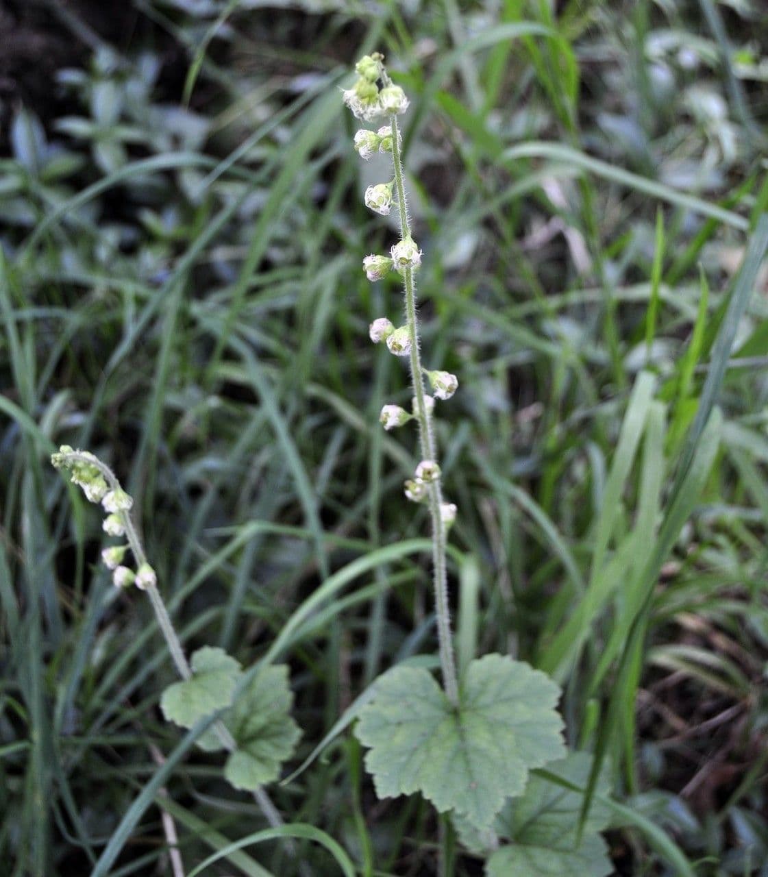 Tellima grandiflora 11