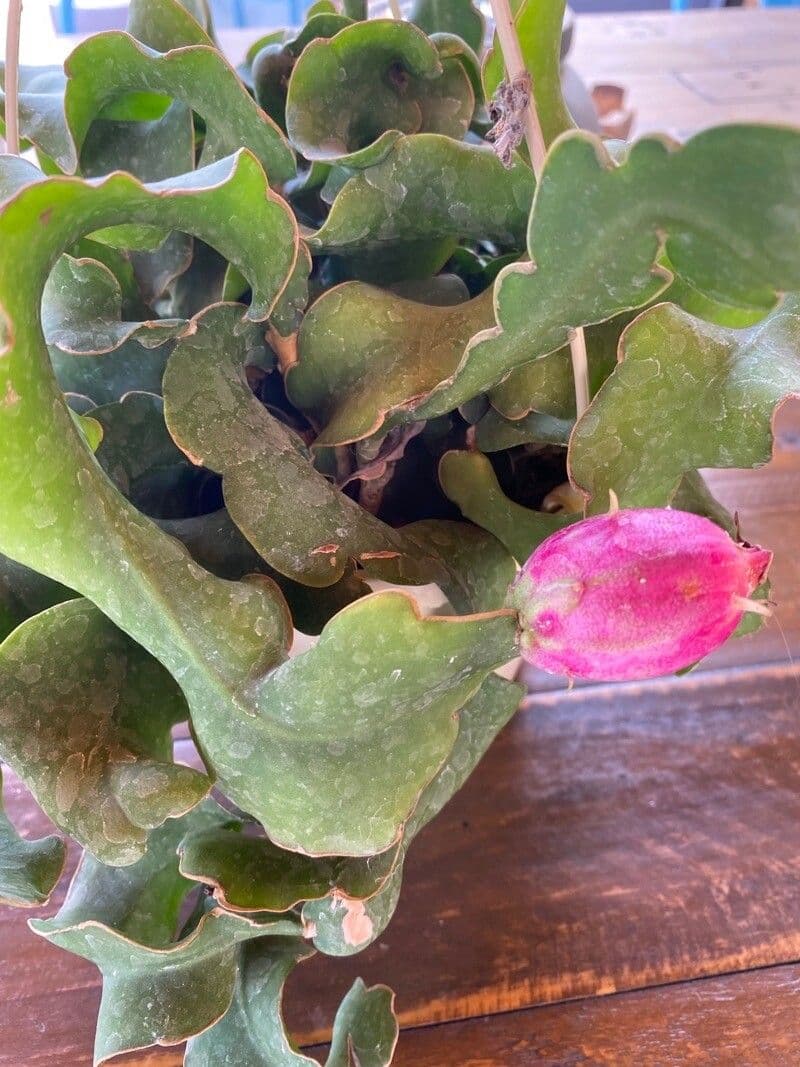 Epyfilum 2