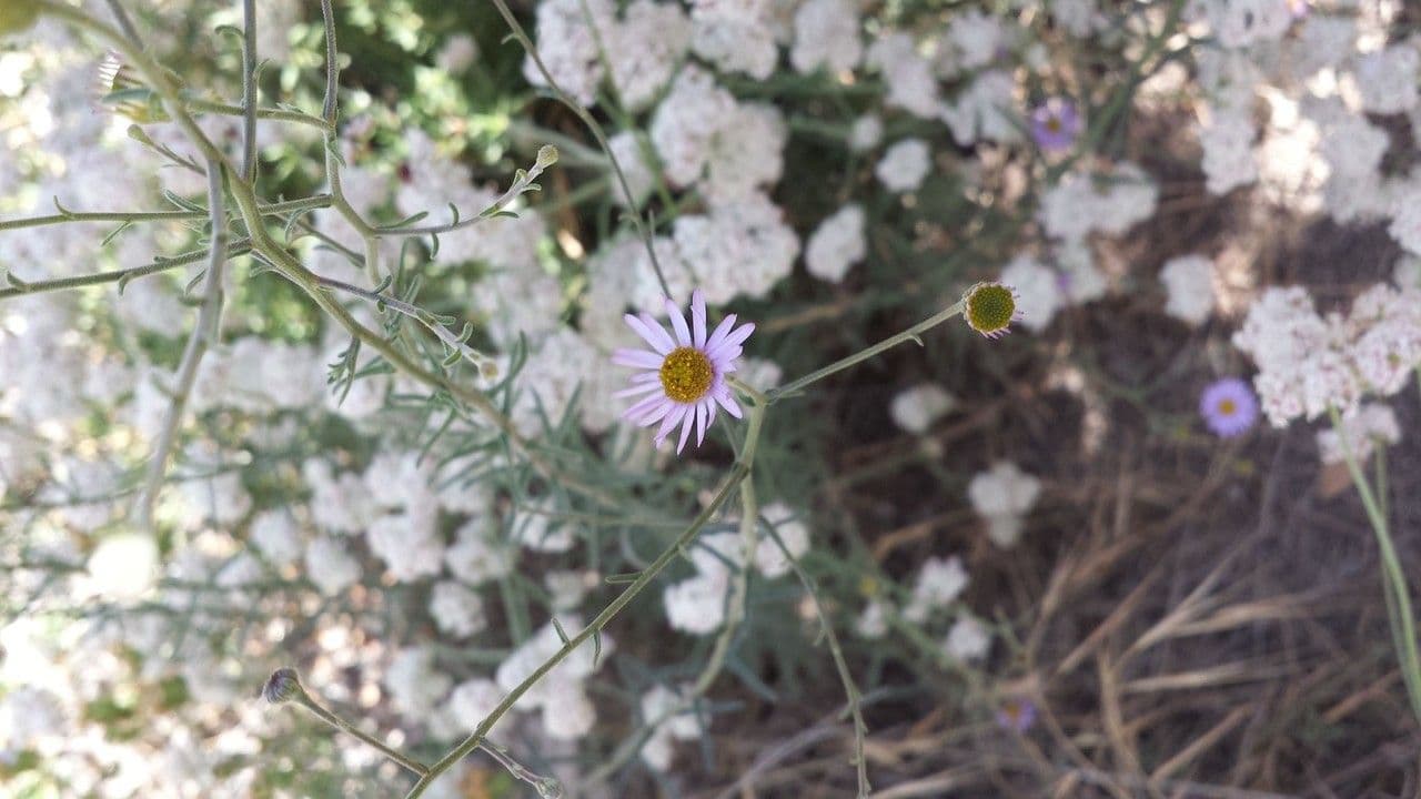 Erigeron 15