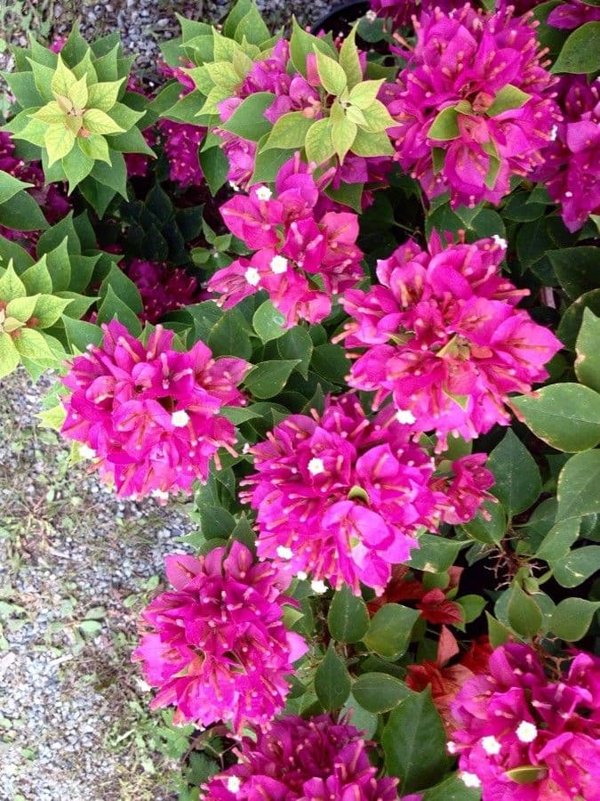 Bugenvilea 14