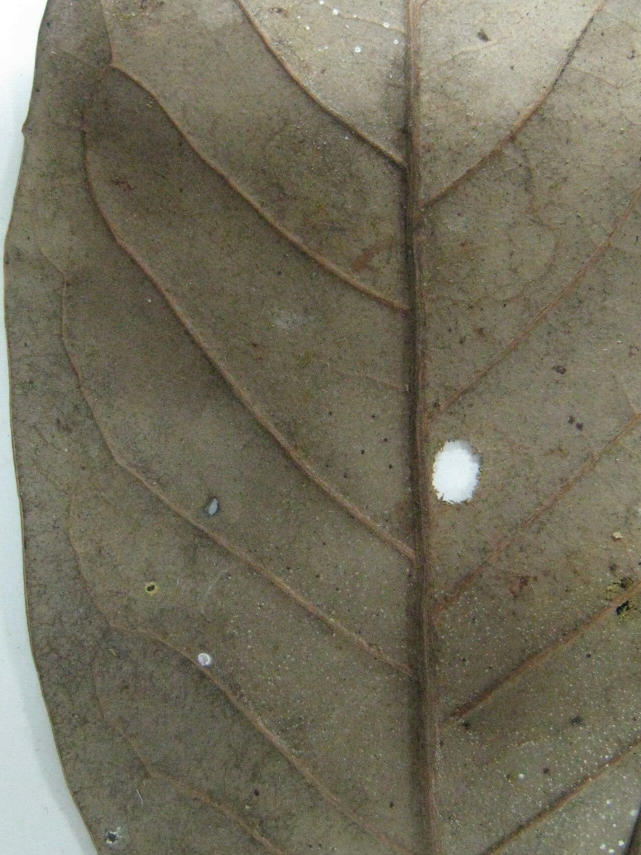 Aniba 8