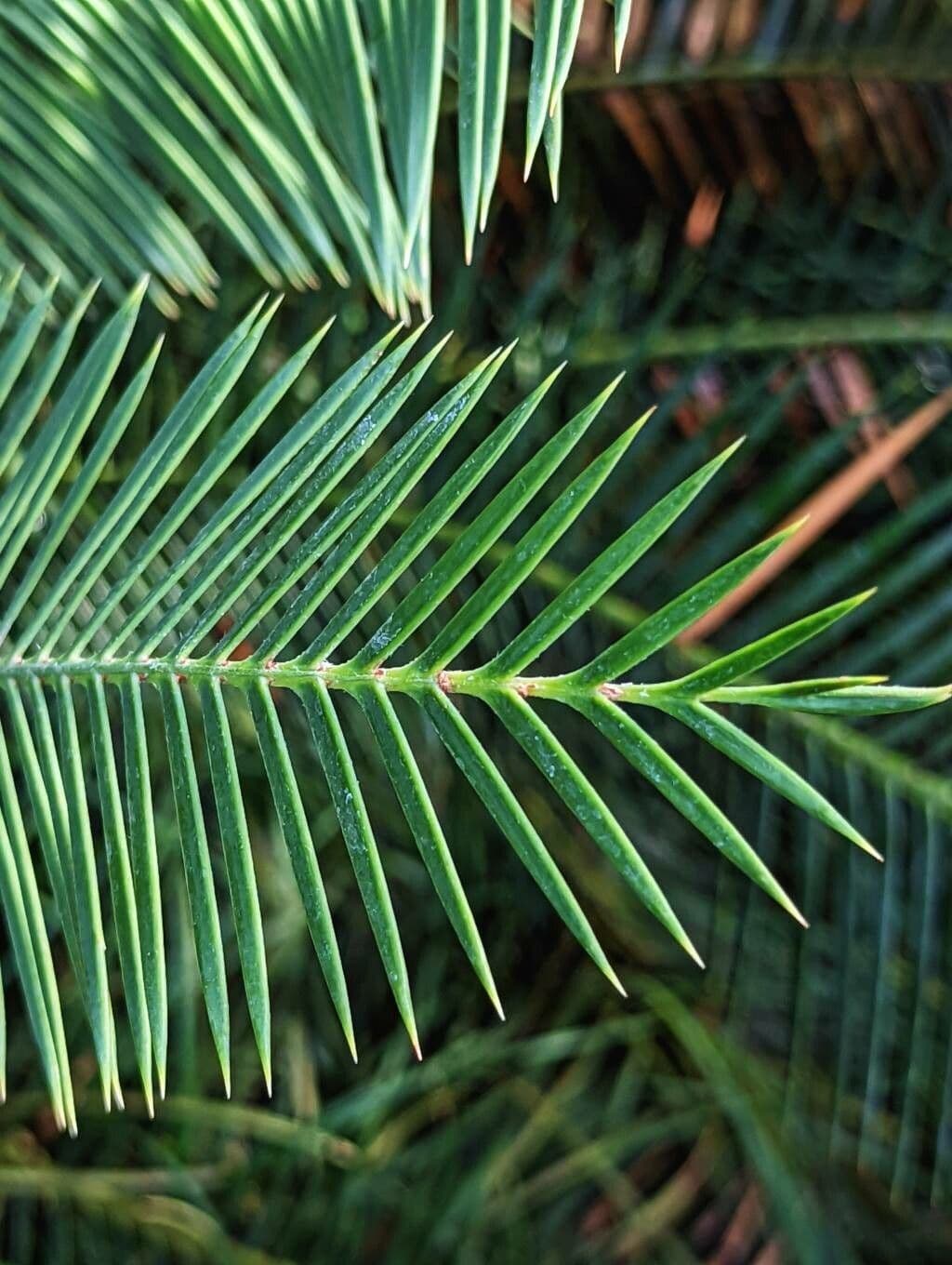 Dioon 4