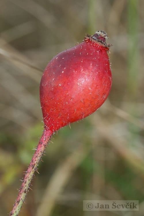Essigrose