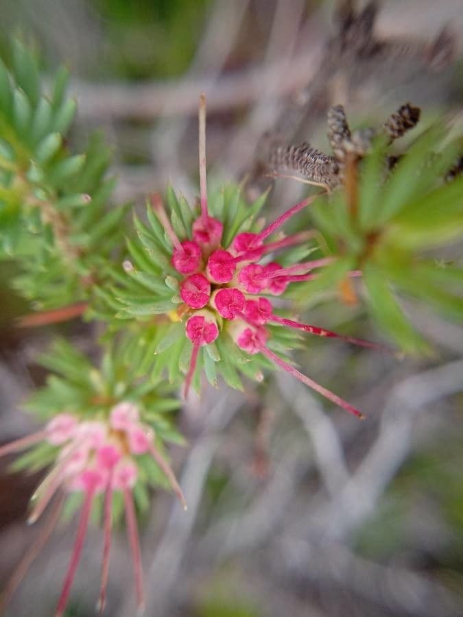 Darwinia fascicularis 3