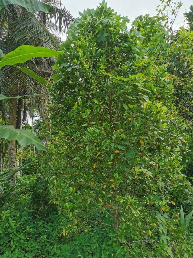 Giroflier 11