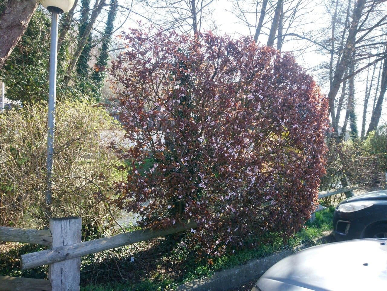 Zwerg-Blutpflaume 3