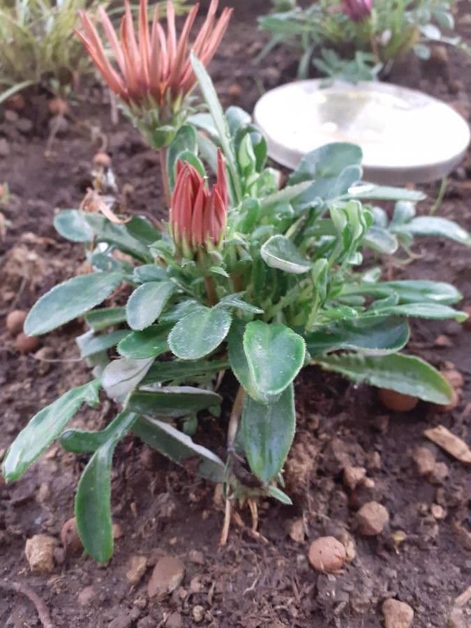 Gazania 22