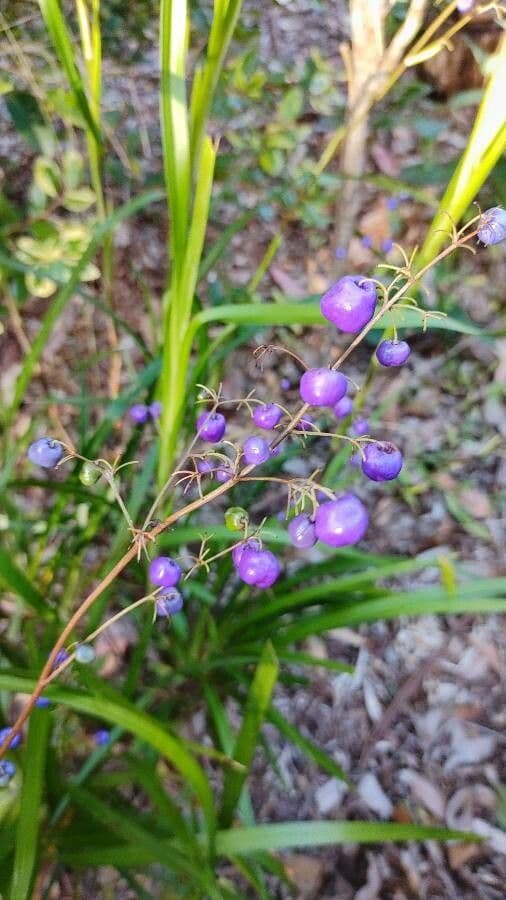 Dianella modrá 3