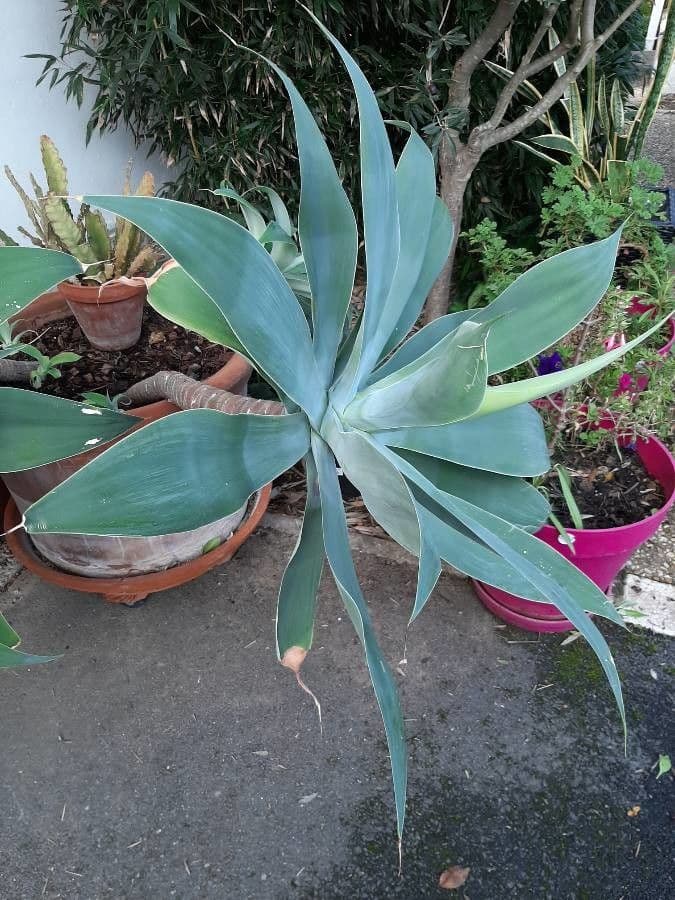 Agave lanuginosa 16