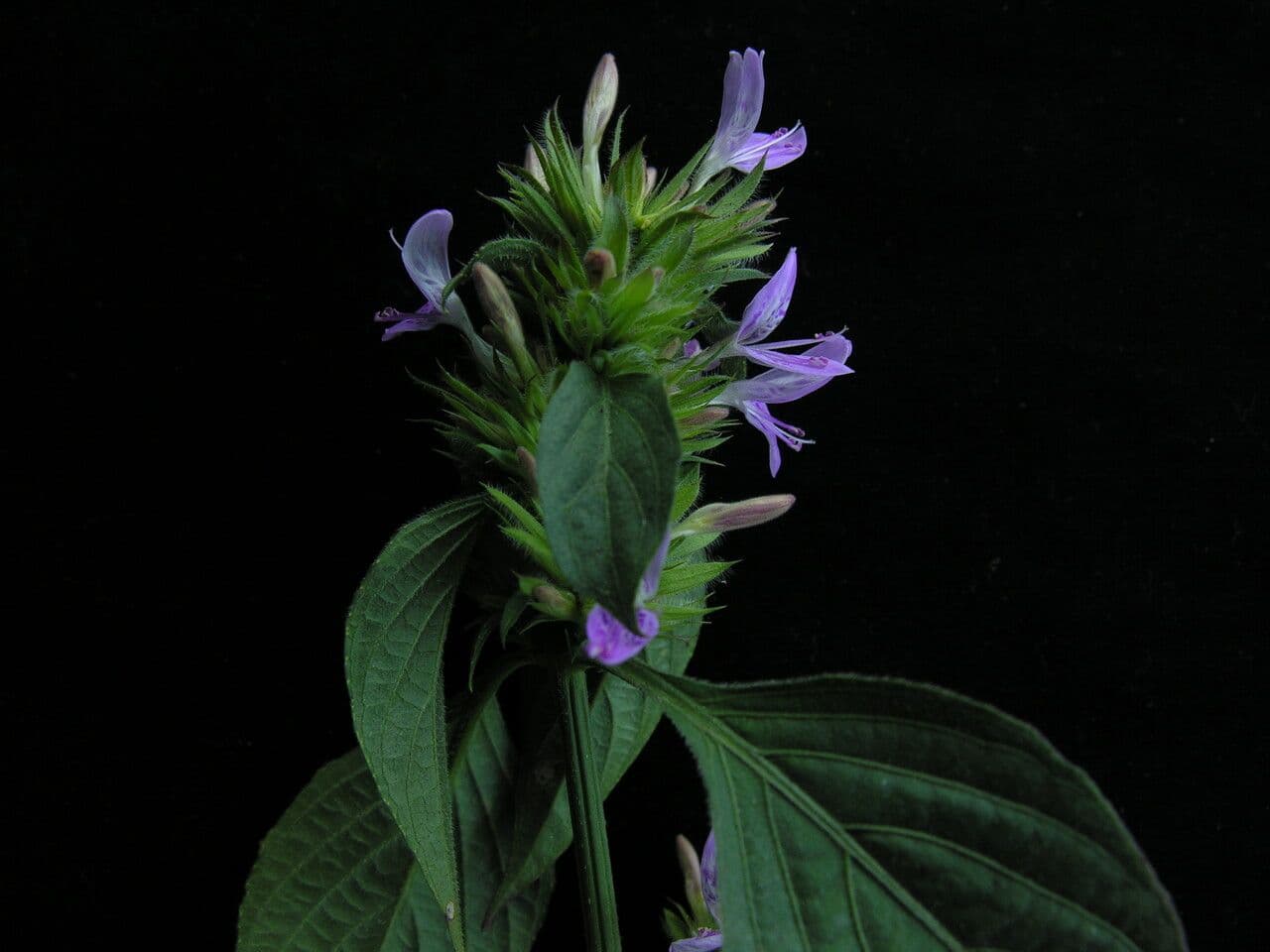 Dicliptera 7