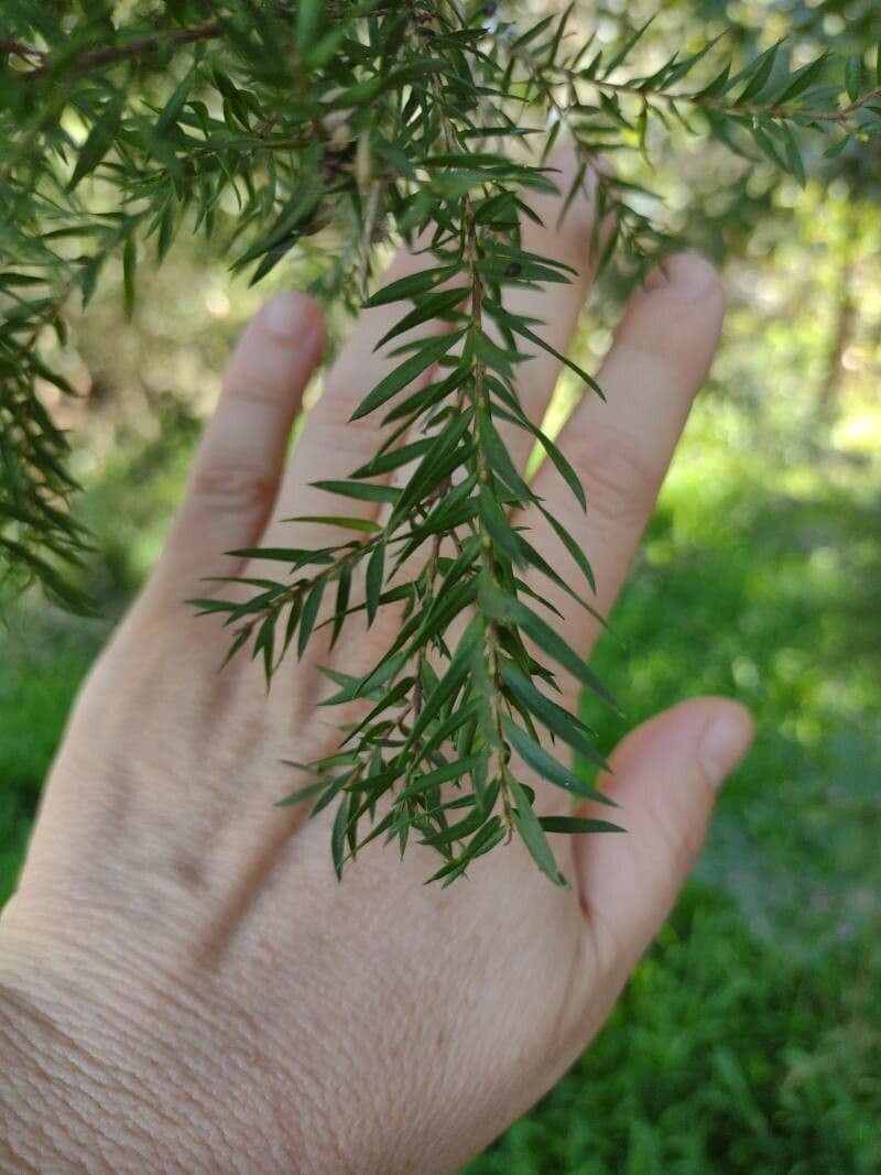 Melaleuka Siebera 3
