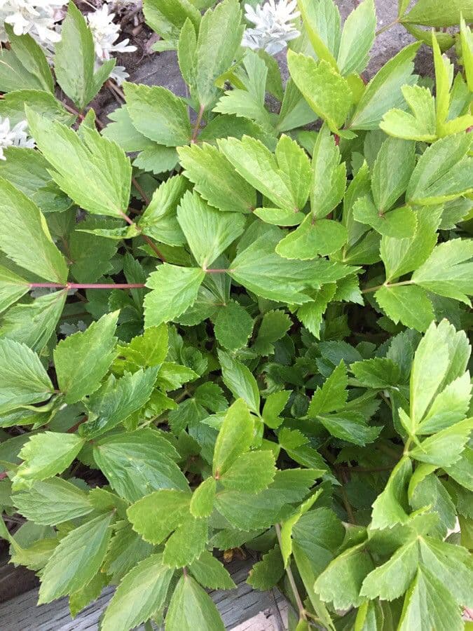 Ligusticum scoticum 19
