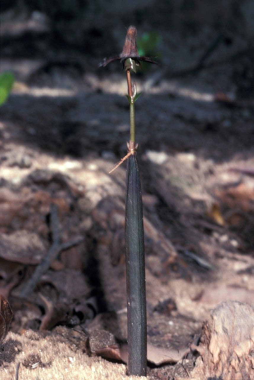Mangrovia birmana 3