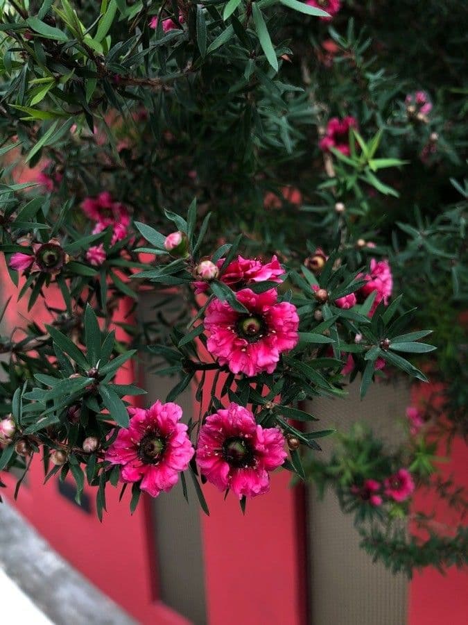 Manuka 10
