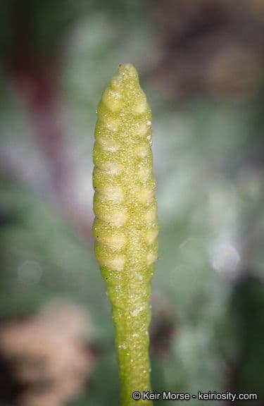 Ophioglossum californicum 2