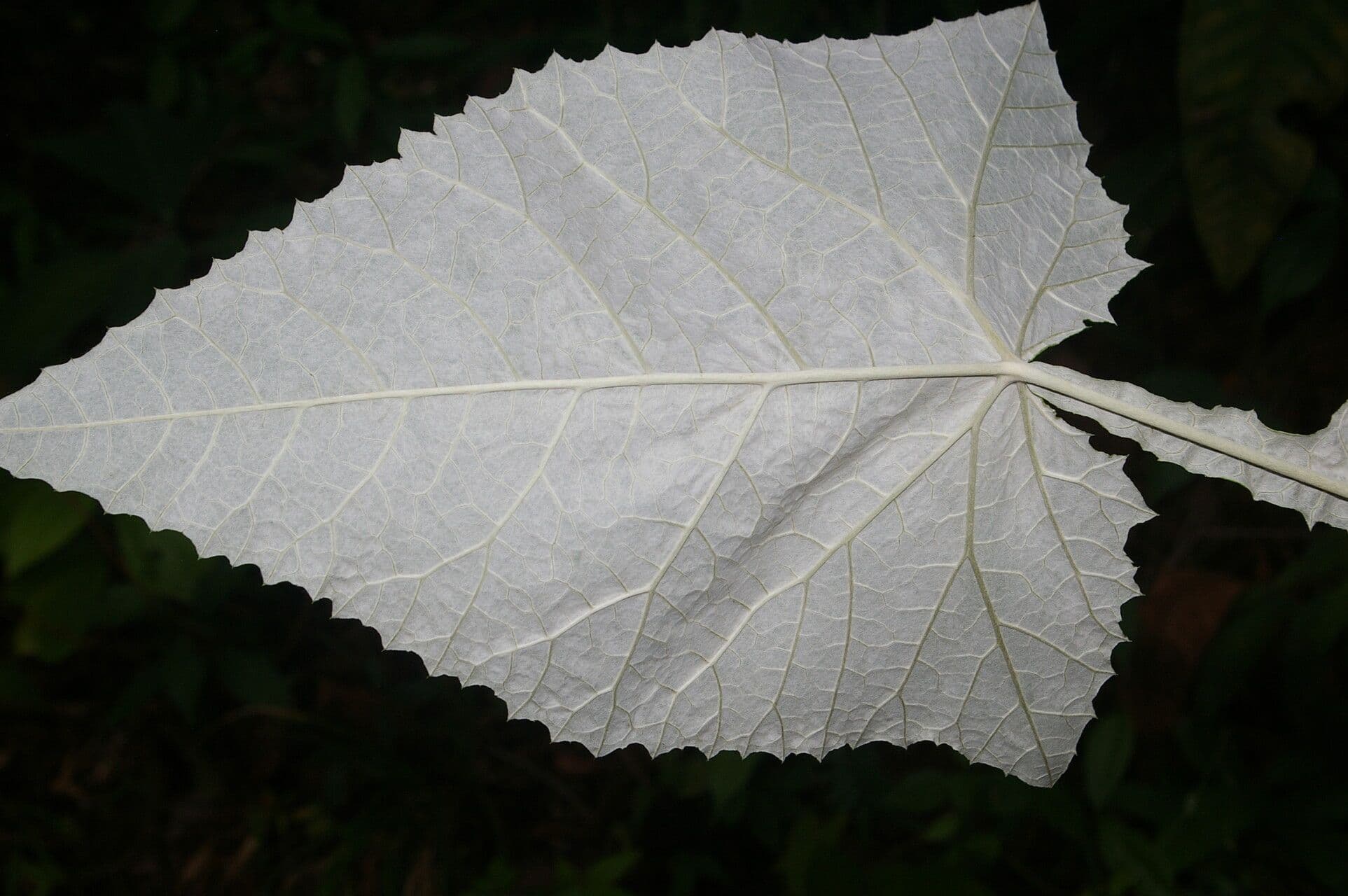 Onoseris 2