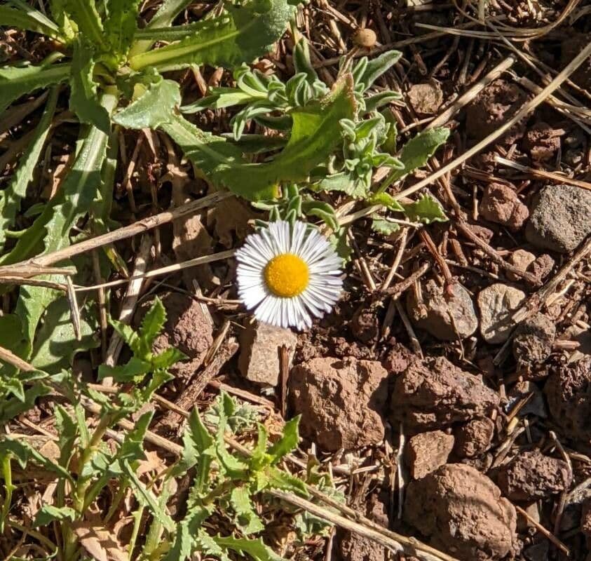 Fleabane srstnatý 3