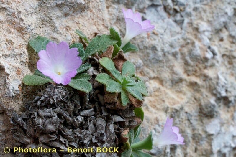 Primula 18