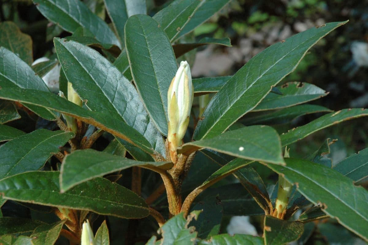 Rododendron Bureava 19